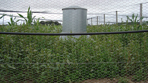 pheasant breeding pen